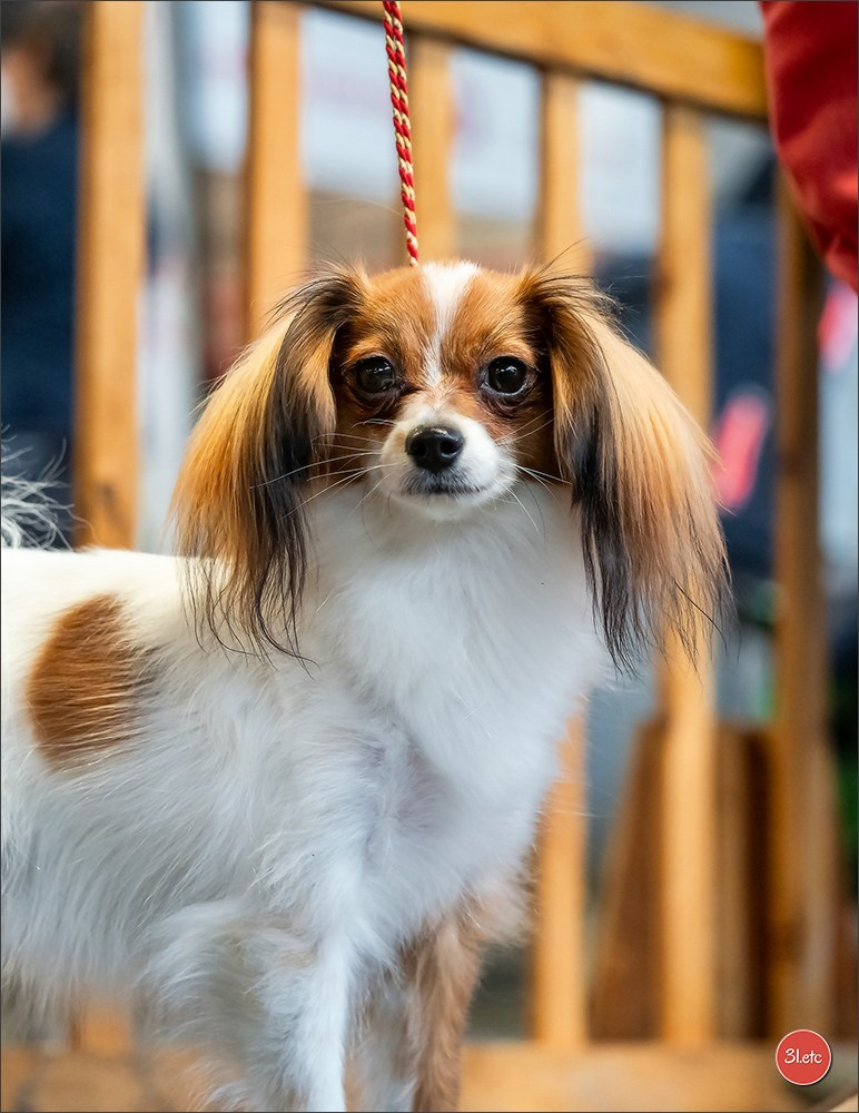 Expo canine 🇫🇷 Amiens 15-16/02/2025. Photographe à Strasbourg | Portraits, Studio, Enfants, Événements