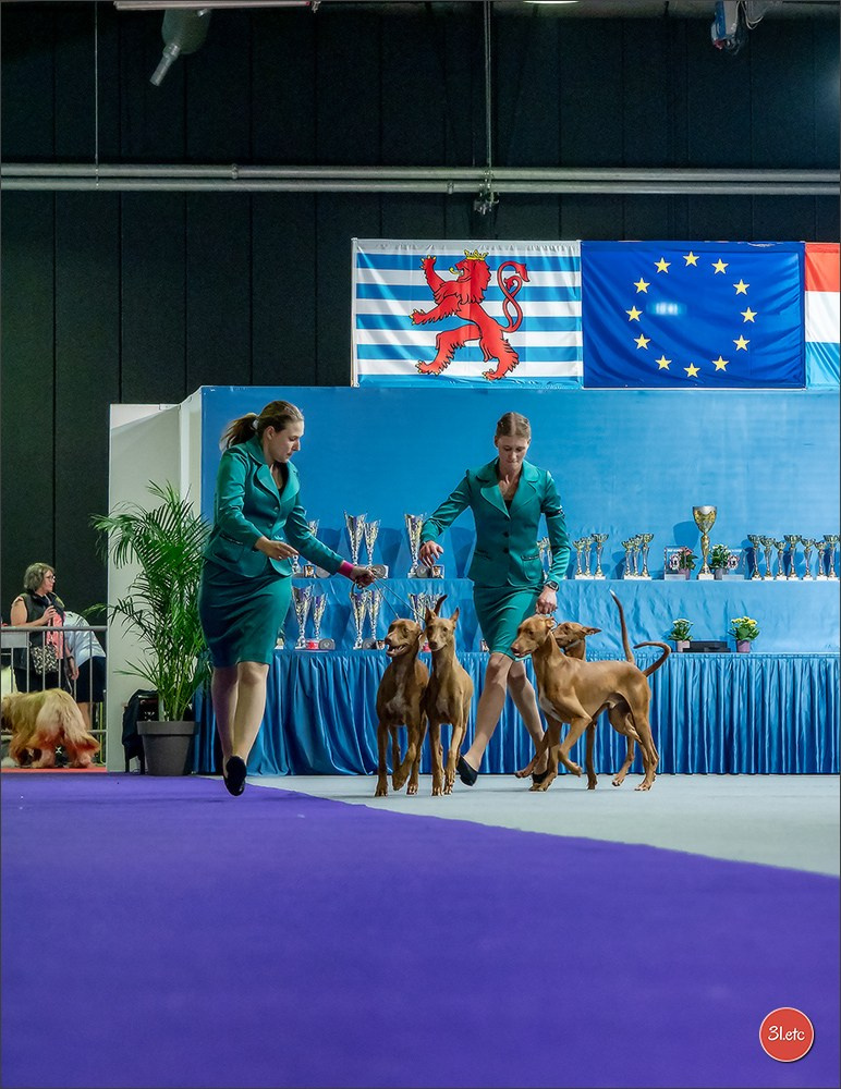 🇱🇺 LUXEMBOURG 🇱🇺 International Dog Show 🇱🇺 31/08 - 01/09/2024. Photographe à Strasbourg | Portraits, Studio, Enfants, Événements
