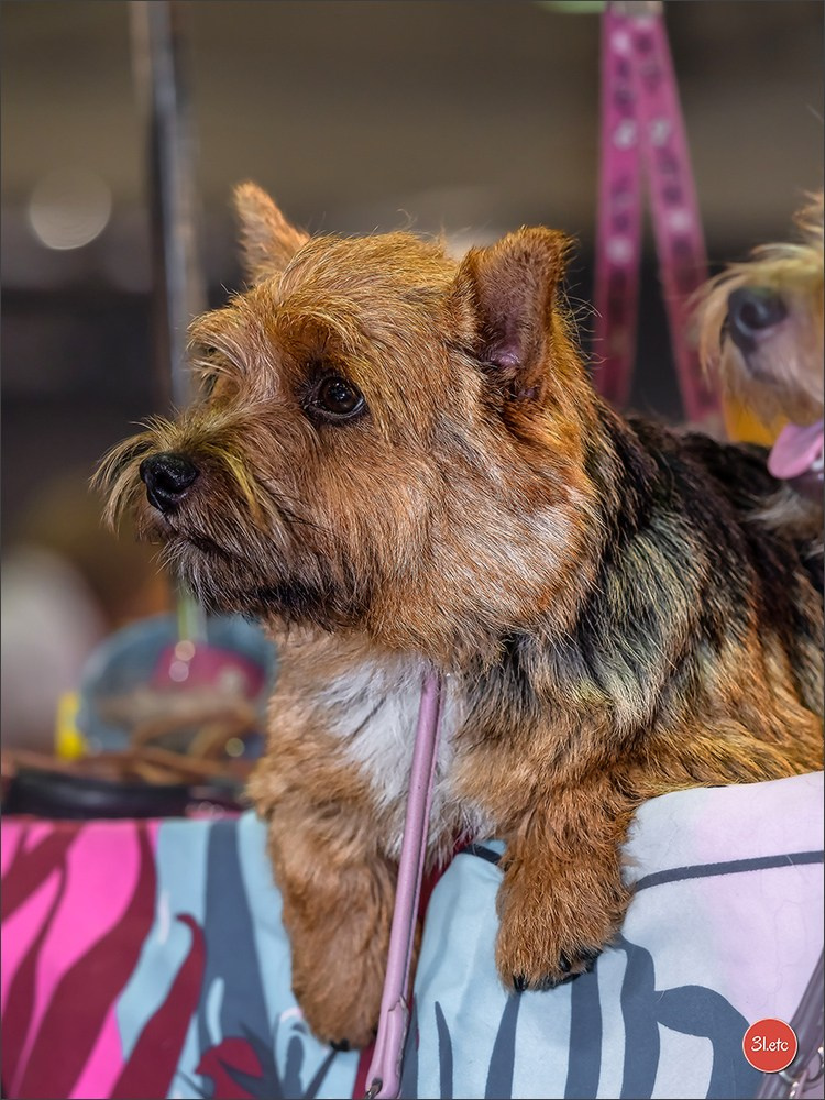 🇱🇺 LUXEMBOURG 🇱🇺 International Dog Show 🇱🇺 31/08 - 01/09/2024. Photographe à Strasbourg | Portraits, Studio, Enfants, Événements