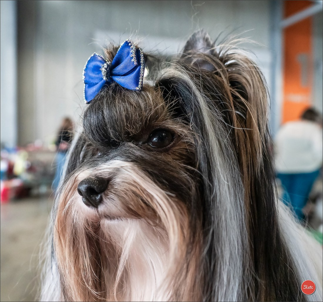 Expo canine 🇫🇷 Châlons-en-Champagne 22-23/02/2025. Photographe à Strasbourg | Portraits, Studio, Enfants, Événements