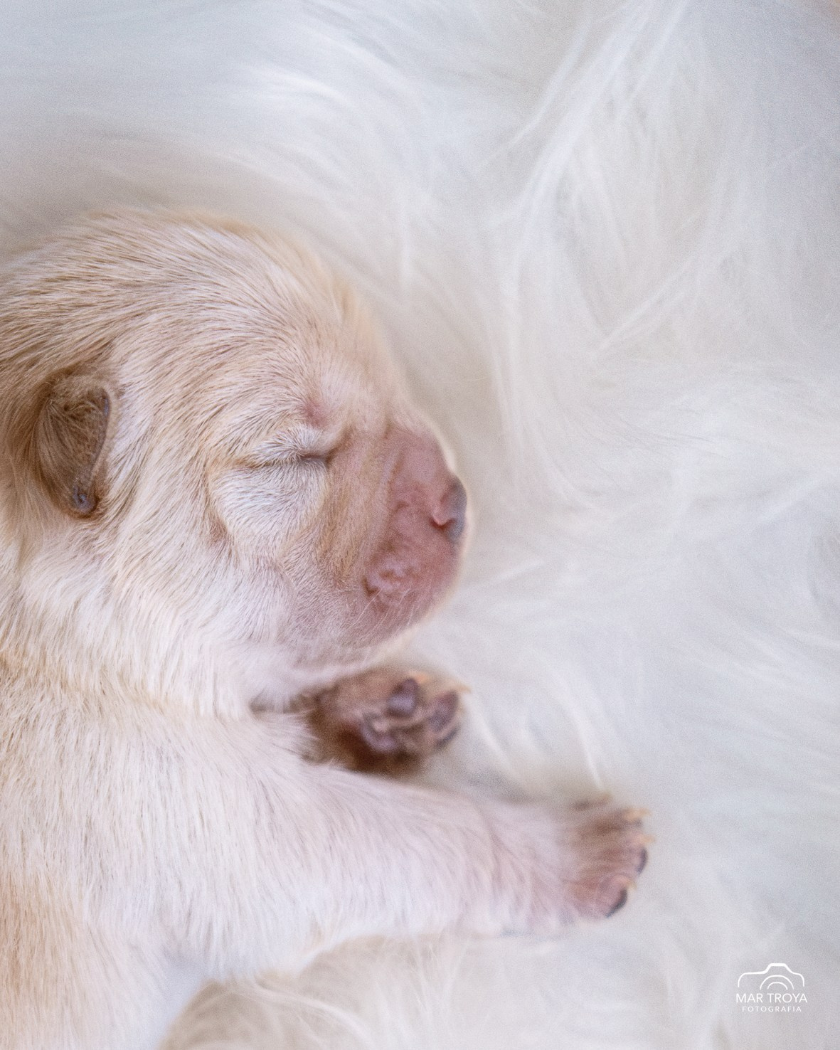Newborn puppies Hispalis Kennel. Fotos con huella, fotografía de perros y mascotas en Sevilla