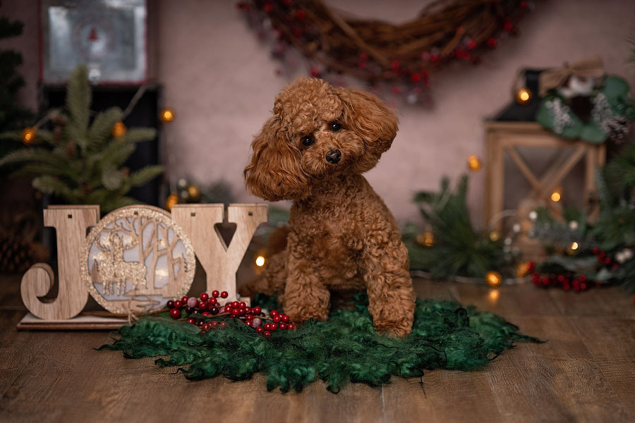 Christmas mini sessions 2024, Sydney. Newborn and family photographer. Hills District. Sydney