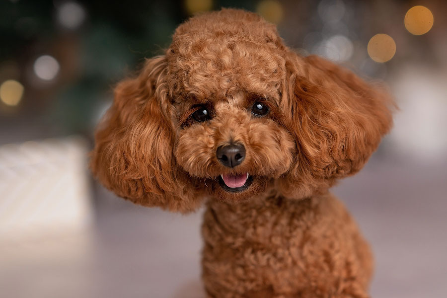 Christmas mini sessions 2024, Sydney. Newborn and family photographer. Hills District. Sydney