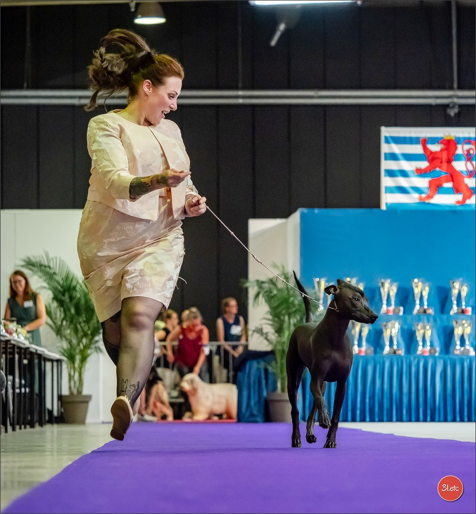 🇱🇺 LUXEMBOURG 🇱🇺 International Dog Show 🇱🇺 31/08 - 01/09/2024. Photographe à Strasbourg | Portraits, Studio, Enfants, Événements