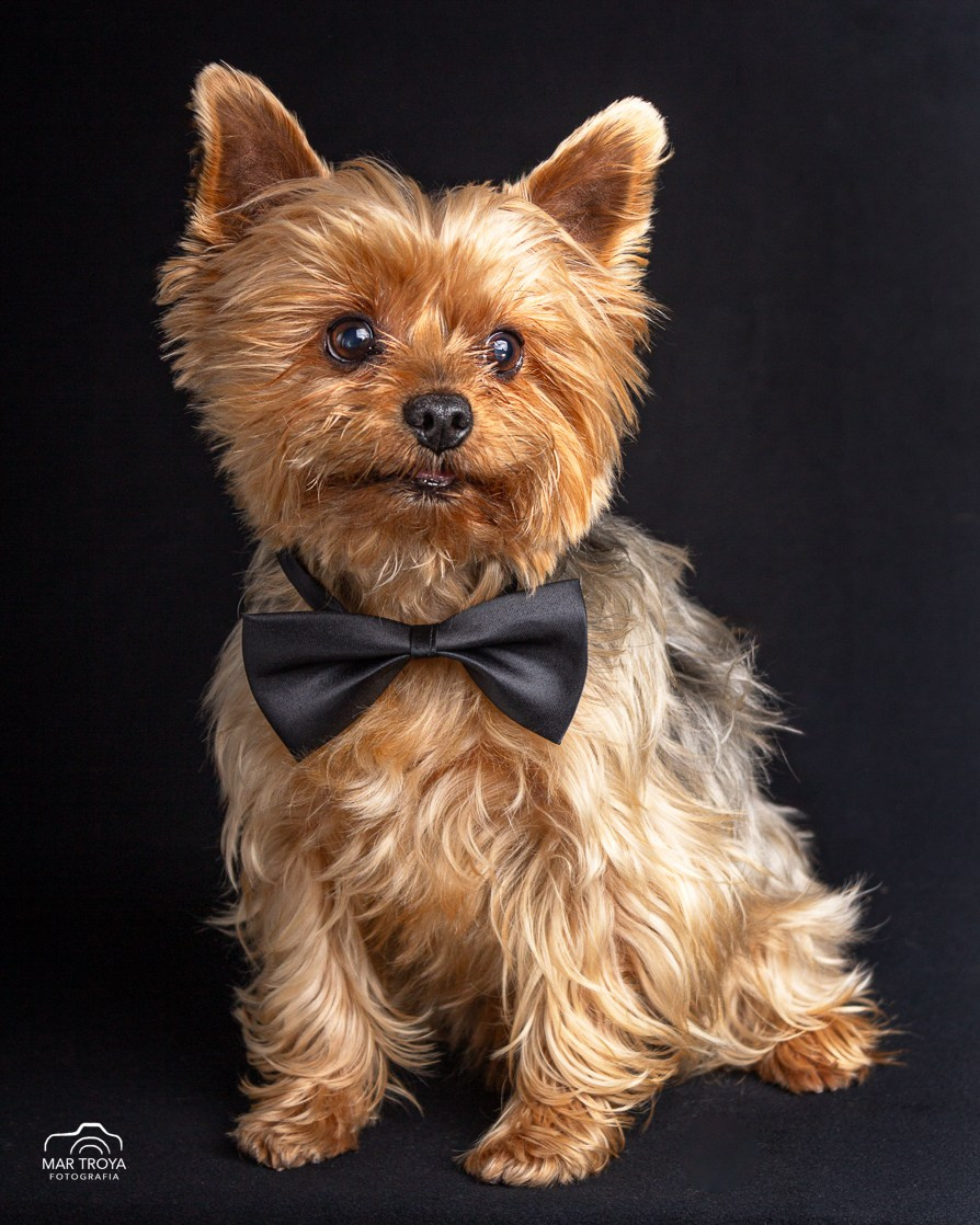 Fotos con huella, fotografía de perros y mascotas en Sevilla