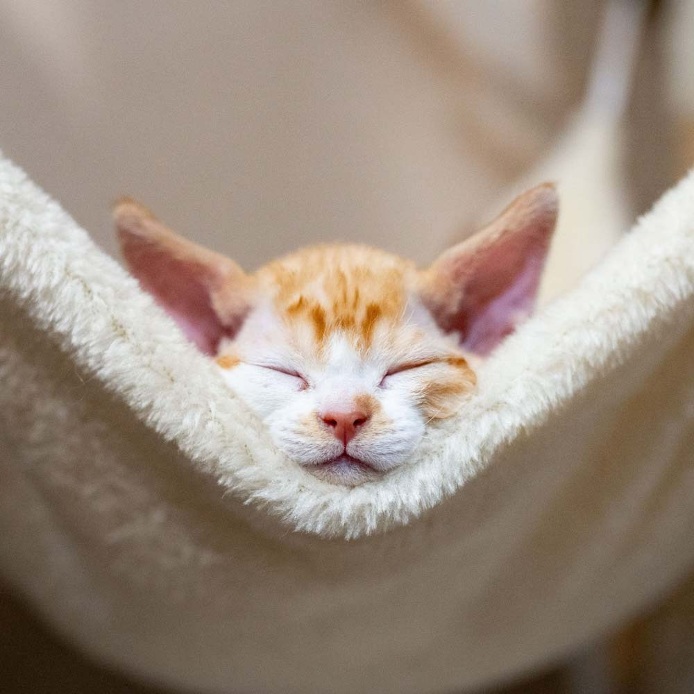 Devon Rex Pixie Cattery