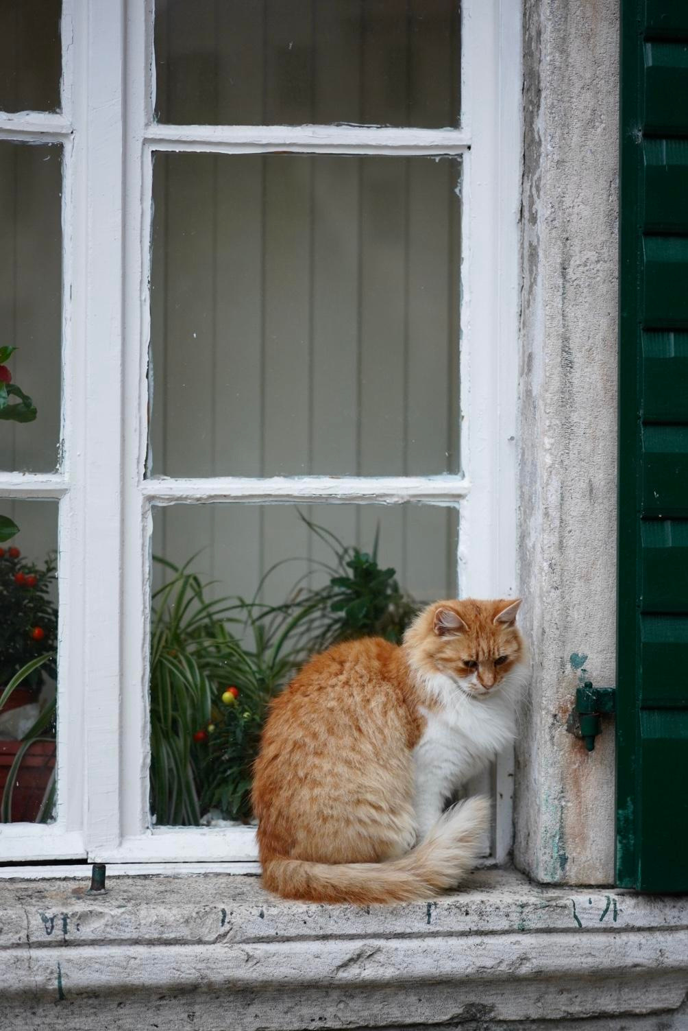 Otkrijte najbolje od Kotora: obavezna videti mesta i aktivnosti