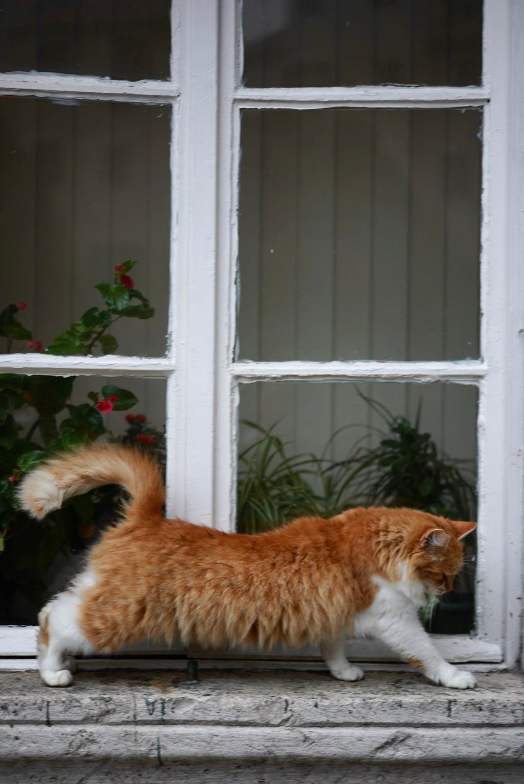 Otkrijte najbolje od Kotora: obavezna videti mesta i aktivnosti