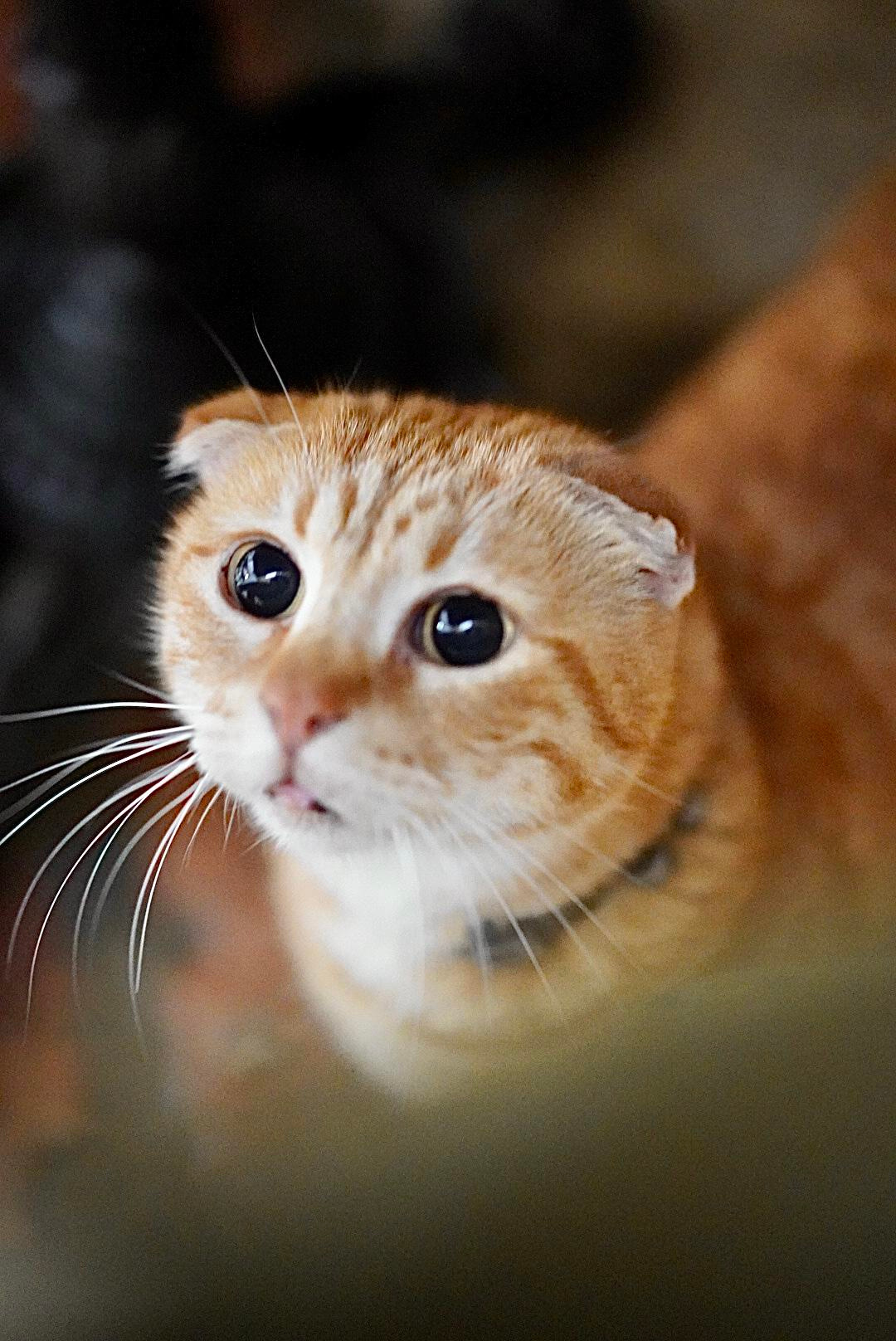 Otkrijte najbolje od Kotora: obavezna videti mesta i aktivnosti