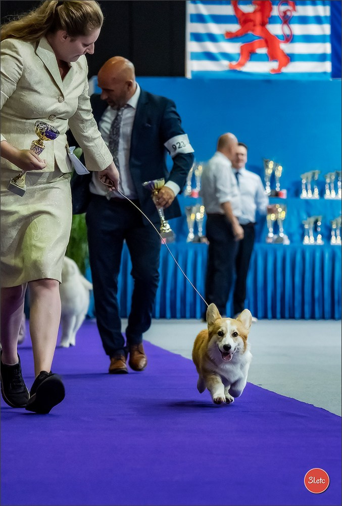 🇱🇺 LUXEMBOURG 🇱🇺 International Dog Show 🇱🇺 31/08 - 01/09/2024. Photographe à Strasbourg | Portraits, Studio, Enfants, Événements