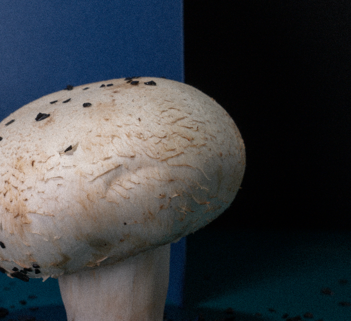 Factory (2023). Ant | photo