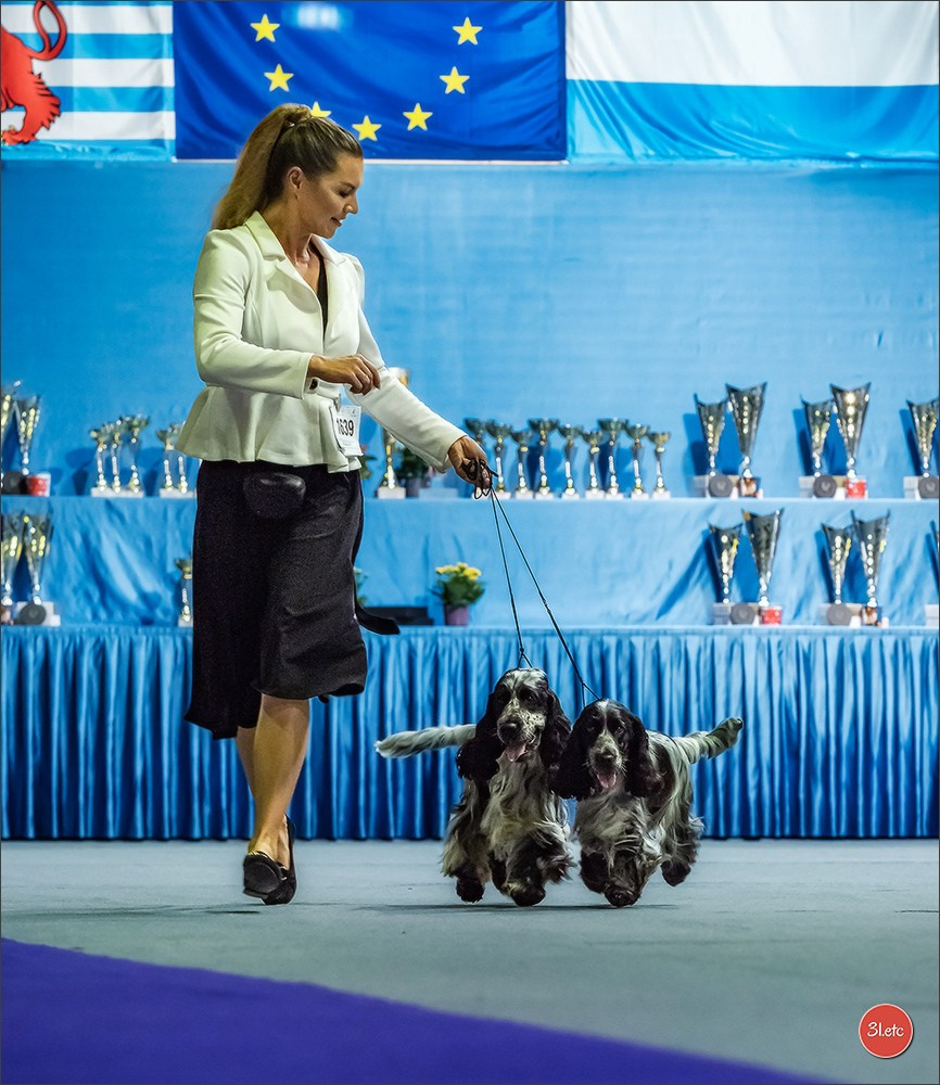 🇱🇺 LUXEMBOURG 🇱🇺 International Dog Show 🇱🇺 31/08 - 01/09/2024. Photographe à Strasbourg | Portraits, Studio, Enfants, Événements