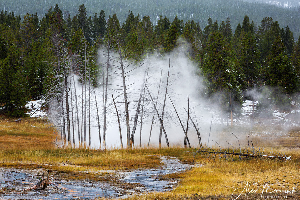 Yellowstone & Grand Teton. Pet, Senior, Landscape, portrait studio, photographer in Miami and Sou