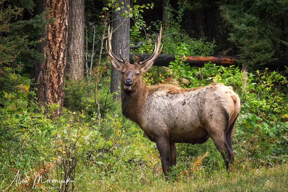 Yellowstone & Grand Teton. Pet, Senior, Landscape, portrait studio, photographer in Miami and Sou