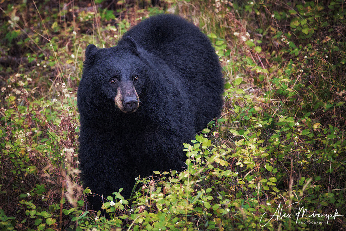 Yellowstone & Grand Teton. Pet, Senior, Landscape, portrait studio, photographer in Miami and Sou