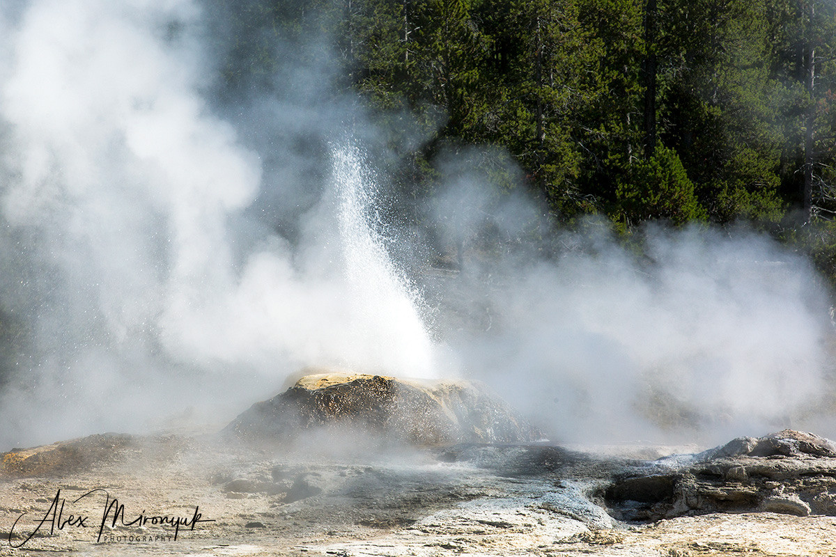 Yellowstone & Grand Teton. Pet, Senior, Landscape, portrait studio, photographer in Miami and Sou