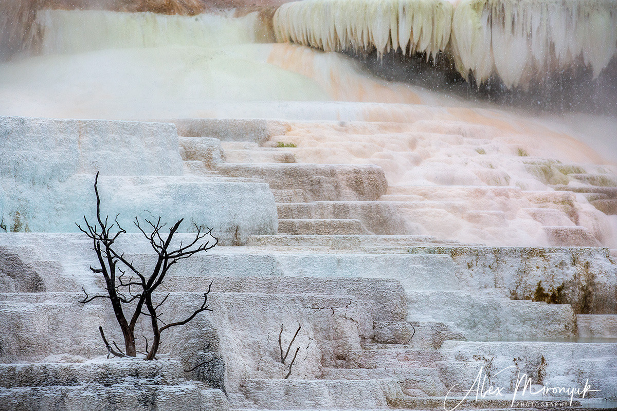 Yellowstone & Grand Teton. Pet, Senior, Landscape, portrait studio, photographer in Miami and Sou