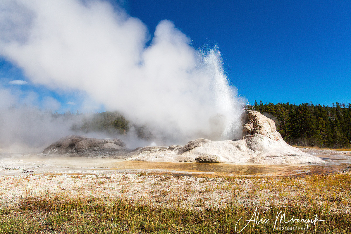 Yellowstone & Grand Teton. Pet, Senior, Landscape, portrait studio, photographer in Miami and Sou