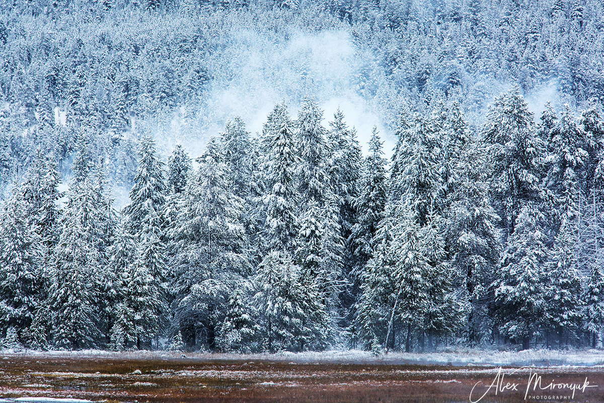Yellowstone & Grand Teton. Pet, Senior, Landscape, portrait studio, photographer in Miami and Sou