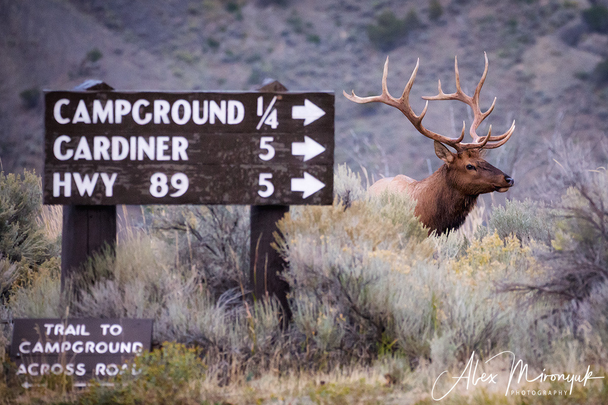 Yellowstone & Grand Teton. Pet, Senior, Landscape, portrait studio, photographer in Miami and Sou