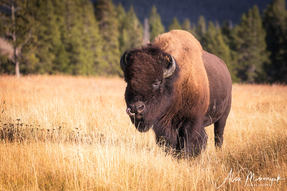 Yellowstone & Grand Teton. Pet, Senior, Landscape, portrait studio, photographer in Miami and Sou