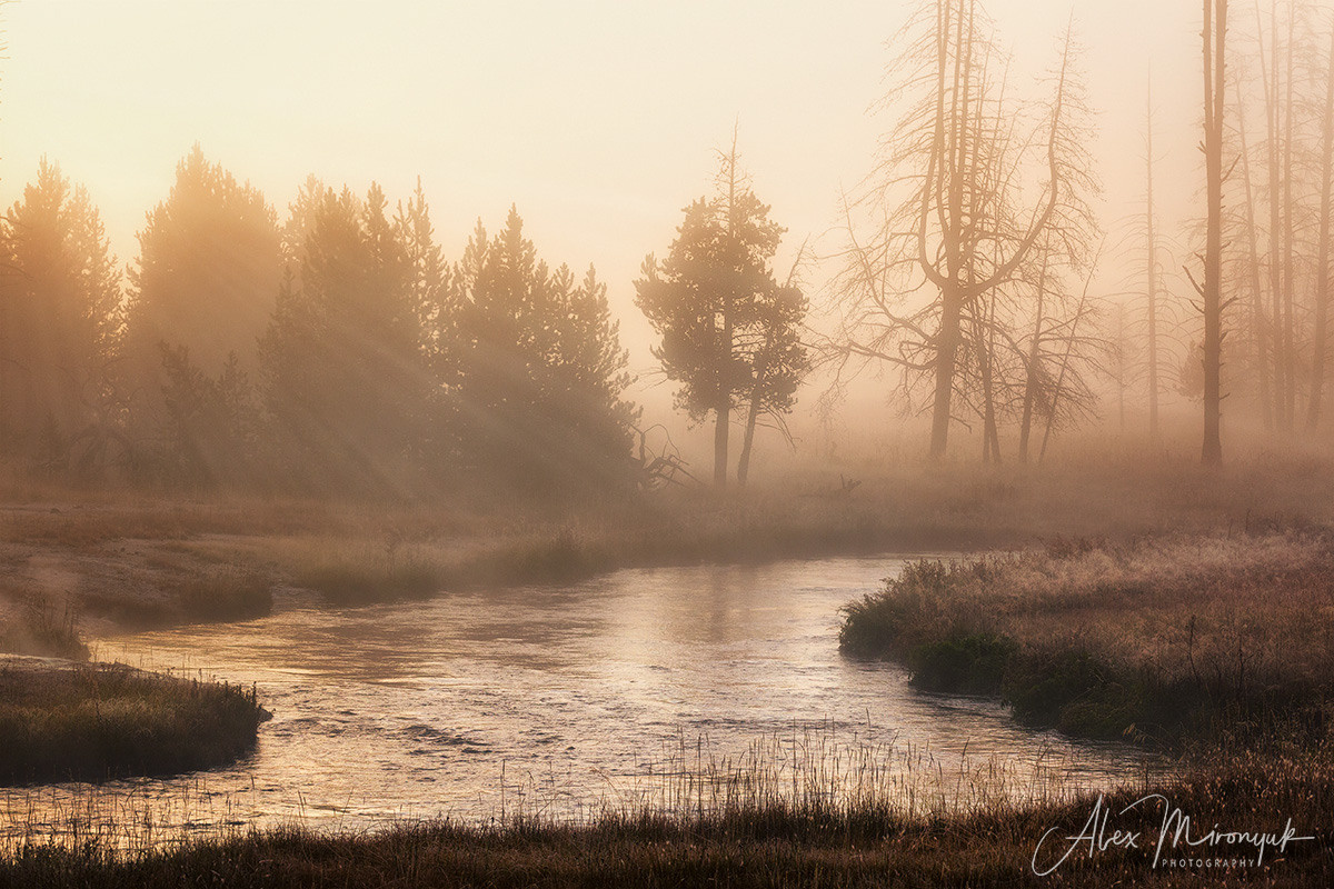 Yellowstone & Grand Teton. Pet, Senior, Landscape, portrait studio, photographer in Miami and Sou