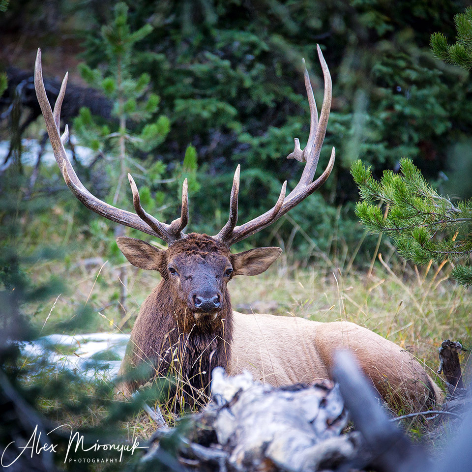 Yellowstone & Grand Teton. Pet, Senior, Landscape, portrait studio, photographer in Miami and Sou