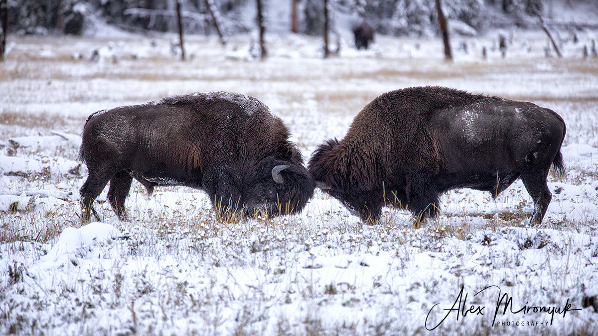 Yellowstone & Grand Teton. Pet, Senior, Landscape, portrait studio, photographer in Miami and Sou