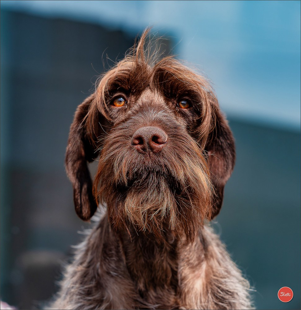 Photographie animalière. Photographe à Strasbourg | Portraits, Studio, Enfants, Événements