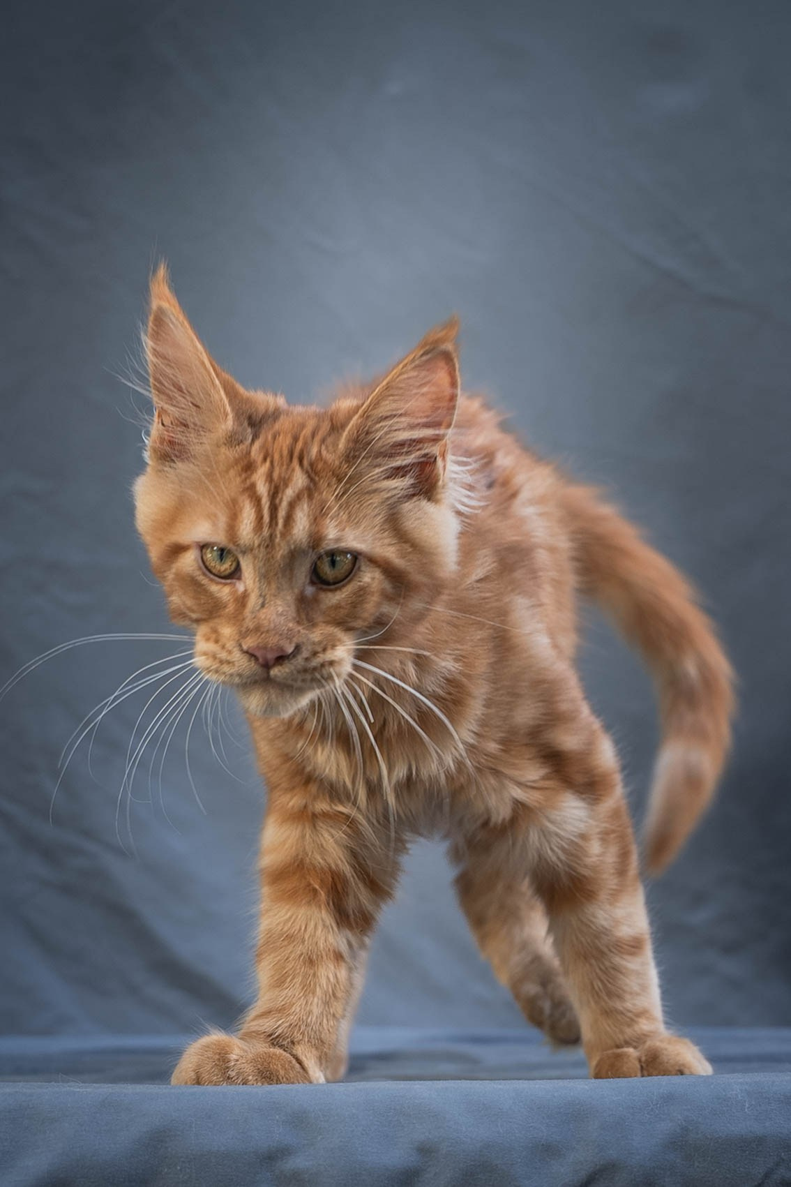 Senator Xion. Senator Cat — Maine Coon cattery