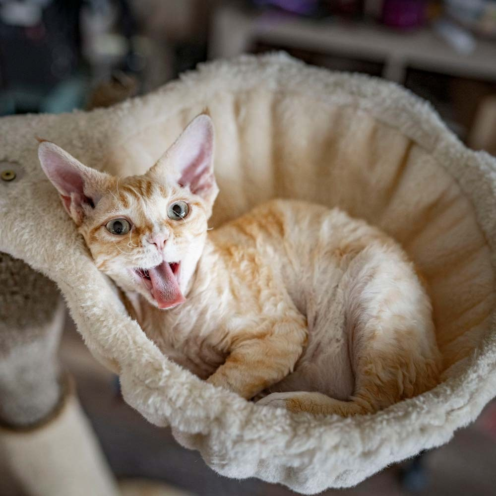 Devon Rex Pixie Cattery