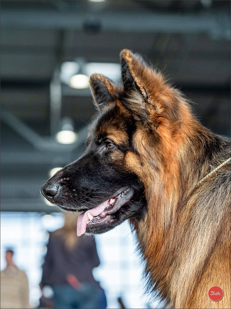 Expo canine 🇫🇷 Châlons-en-Champagne 22-23/02/2025. Photographe à Strasbourg | Portraits, Studio, Enfants, Événements