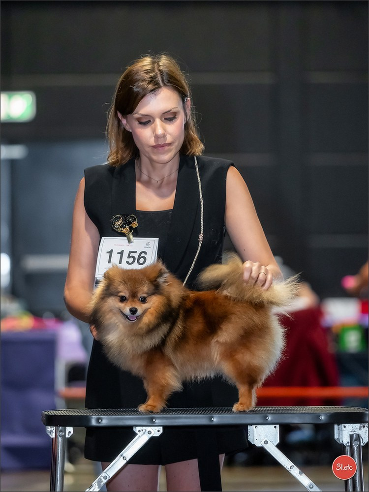 🇱🇺 LUXEMBOURG 🇱🇺 International Dog Show 🇱🇺 31/08 - 01/09/2024. Photographe à Strasbourg | Portraits, Studio, Enfants, Événements