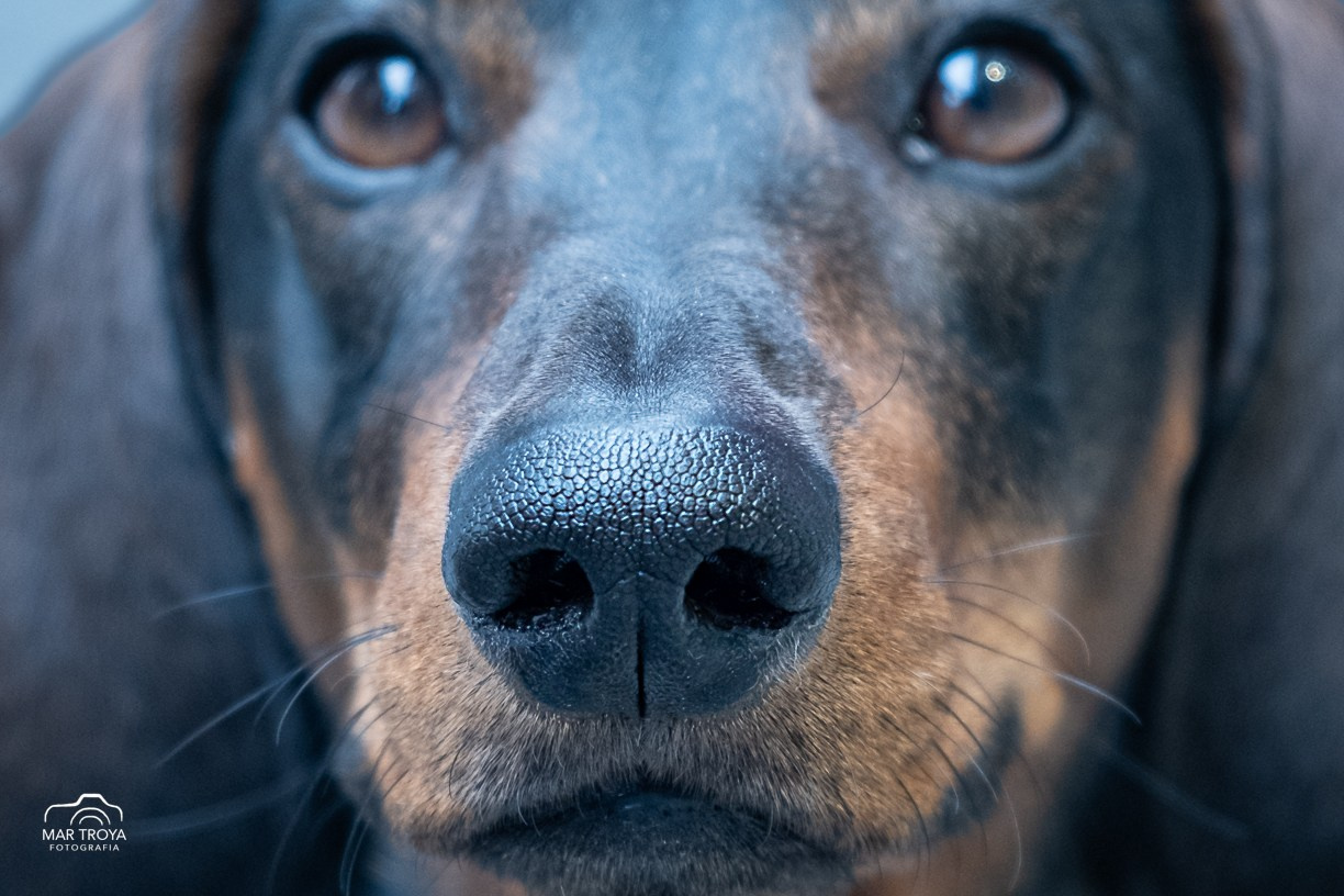 Fotos con huella, fotografía de perros y mascotas en Sevilla