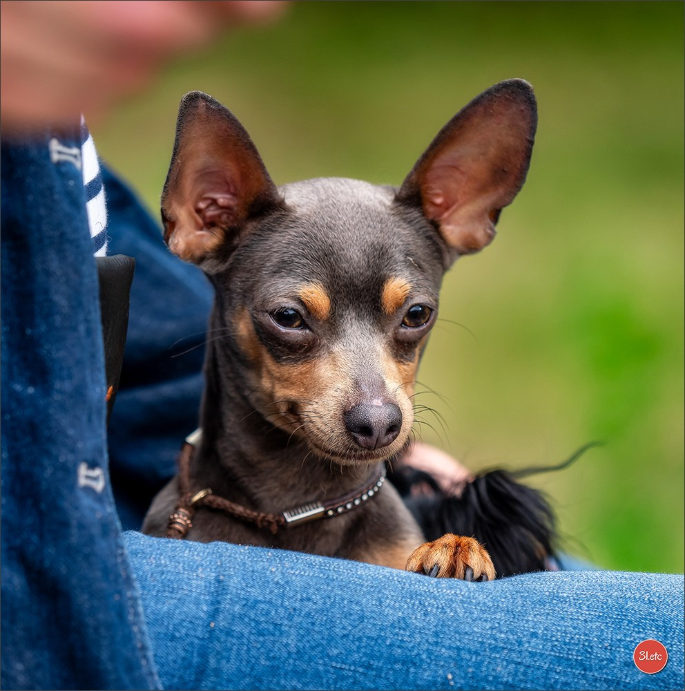 CHAMPIONNAT DE FRANCE 2024 & CACIB SPÉCIALES DE RACES MONTLUÇON. Photographe à Strasbourg | Portraits, Studio, Enfants, Événements