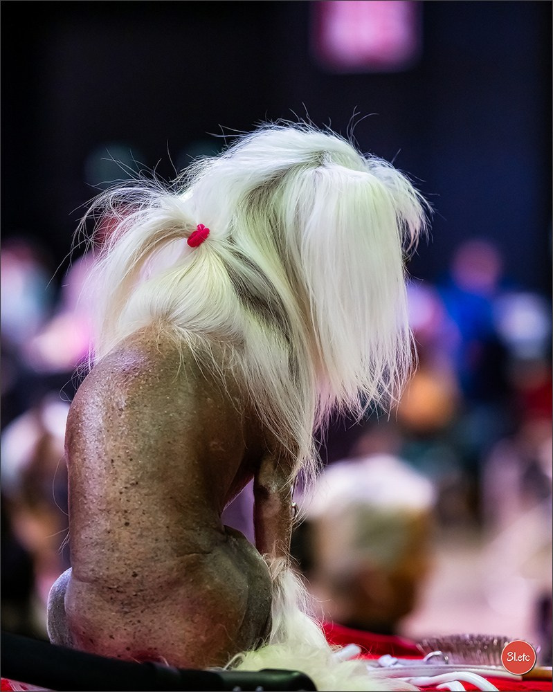 🇱🇺 LUXEMBOURG 🇱🇺 International Dog Show 🇱🇺 31/08 - 01/09/2024. Photographe à Strasbourg | Portraits, Studio, Enfants, Événements