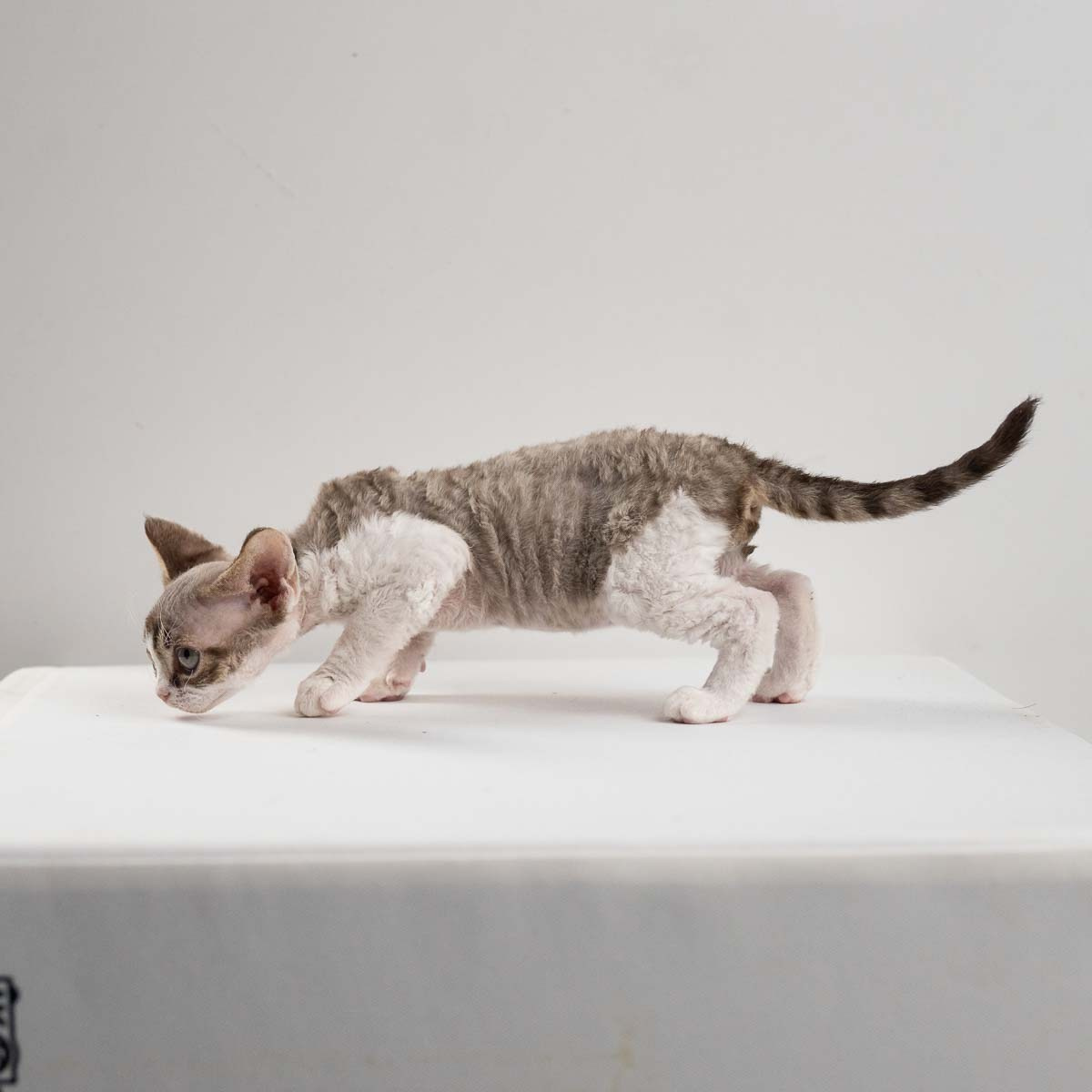 Eddie, boy, born on 06.09.24 Sold. Devon Rex Pixie Cattery