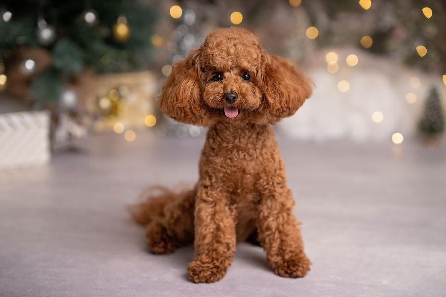 Christmas mini sessions 2025| Sydney. Newborn and family photographer. Hills District. Sydney