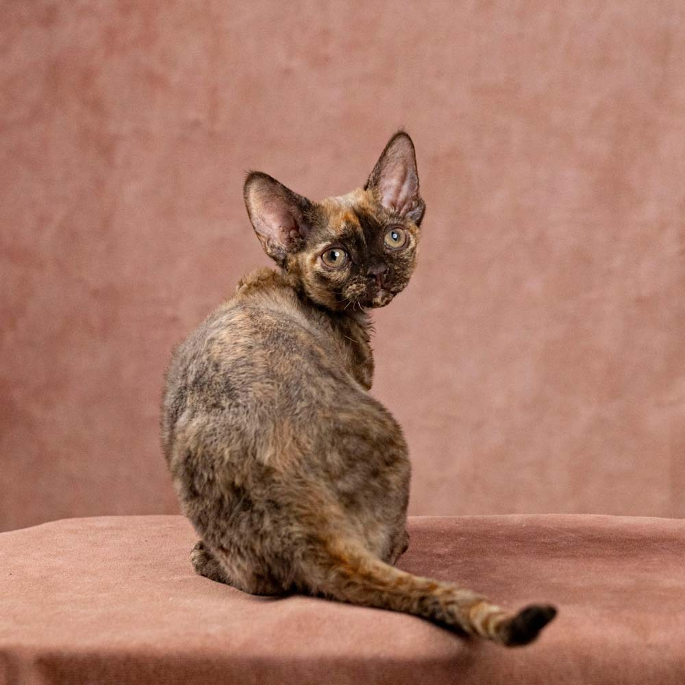 Devon Rex Pixie Cattery