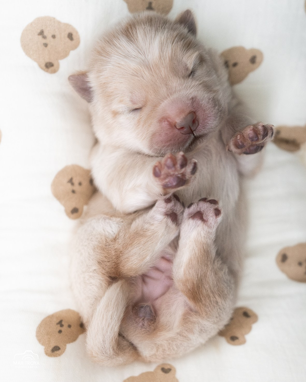 Newborn puppies Hispalis Kennel. Fotos con huella, fotografía de perros y mascotas en Sevilla