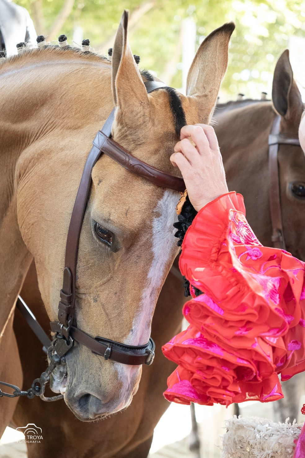 Feria de Sevilla 2025. Fotos con huella, fotografía de perros y mascotas en Sevilla