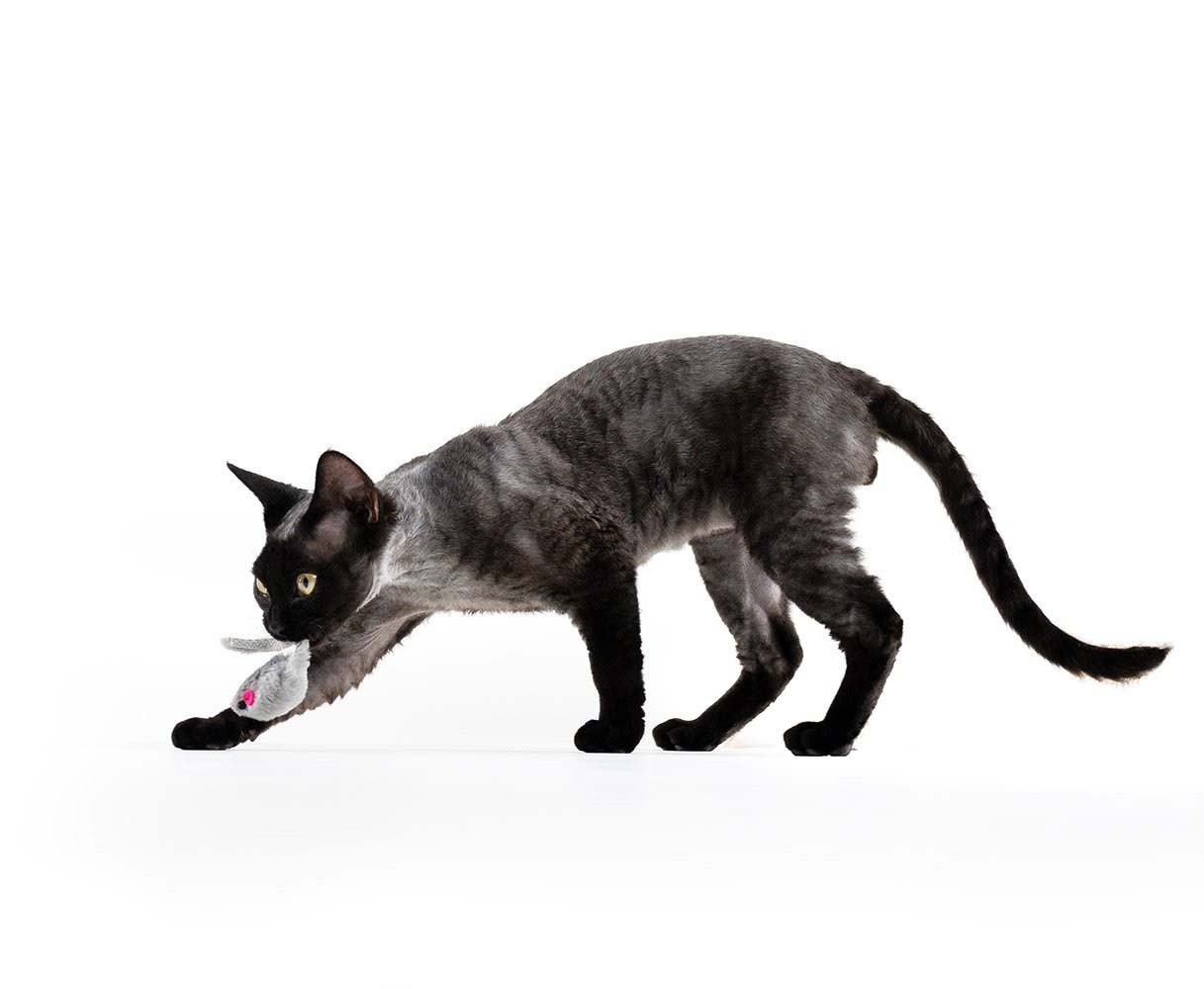 Devon Rex Pixie Cattery