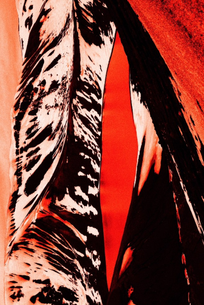 FEVER. Paulina Zhur — Visual Artist