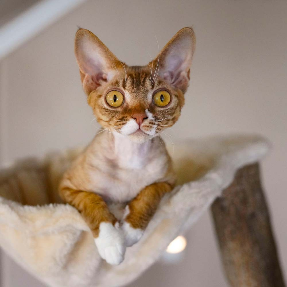 Devon Rex Pixie Cattery