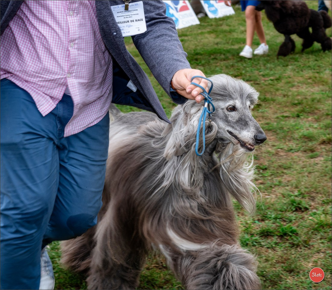 Exposition Canine à STRASBOURG-HOERDT Dimanche 18 août 2024. Photographe à Strasbourg | Portraits, Studio, Enfants, Événements