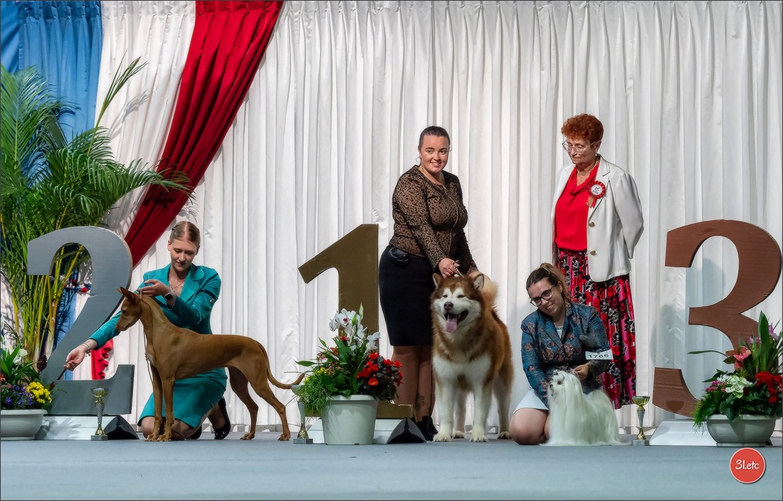 🇱🇺 LUXEMBOURG 🇱🇺 International Dog Show 🇱🇺 31/08 - 01/09/2024. Photographe à Strasbourg | Portraits, Studio, Enfants, Événements