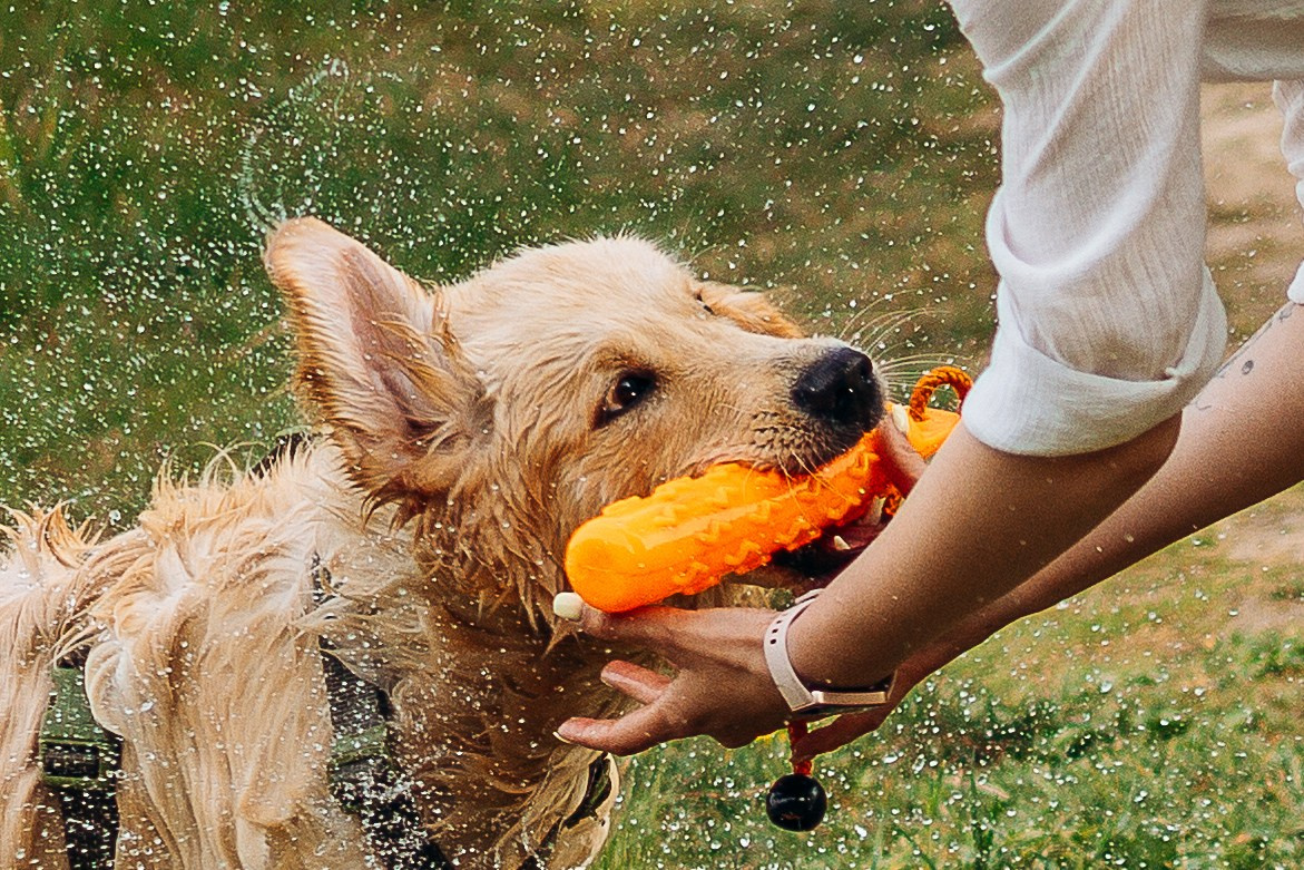 Фотограф-анималист | Белград