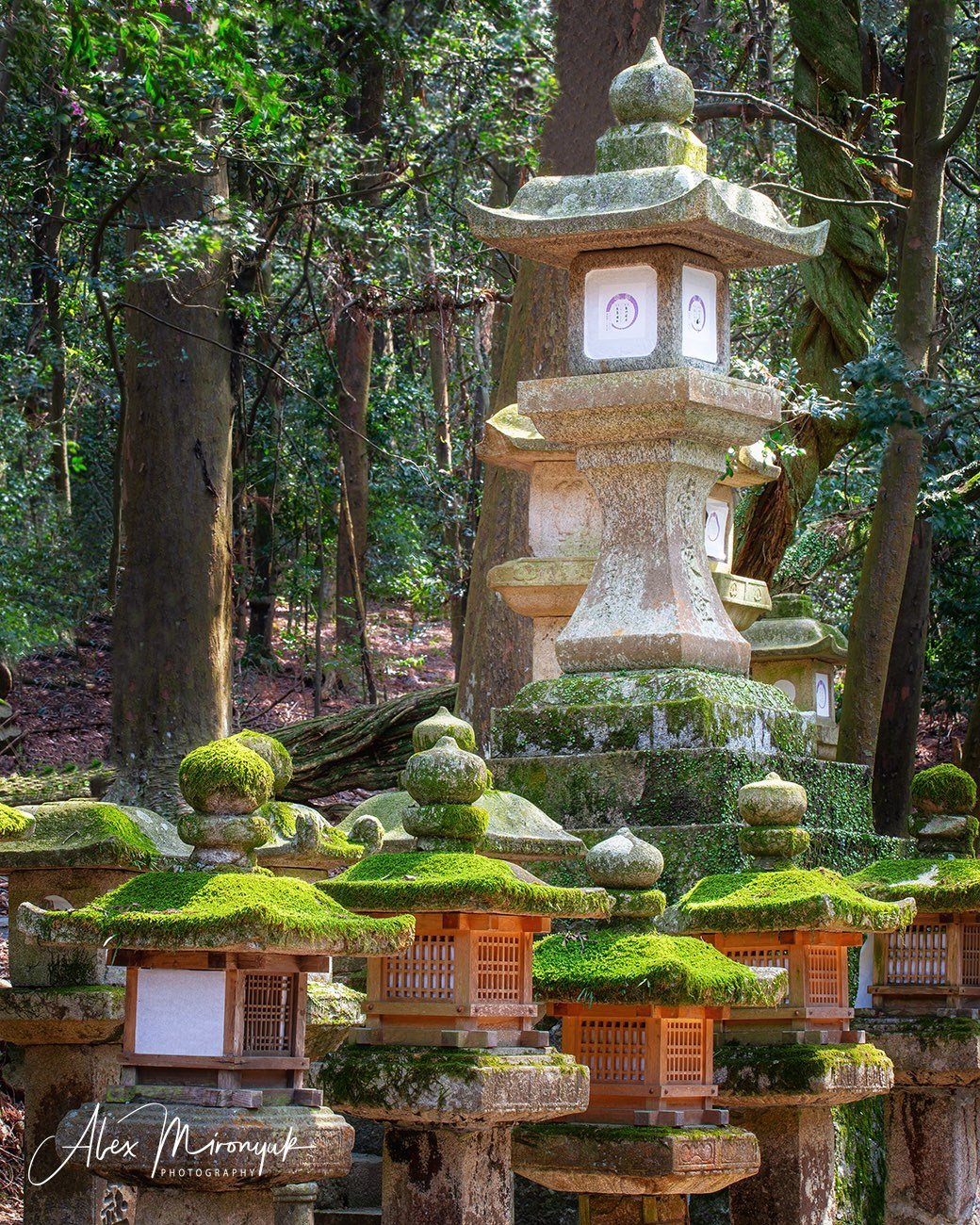 Autumn Colors of Japan. Pet, Senior, Landscape, portrait studio, photographer in Miami and Sou