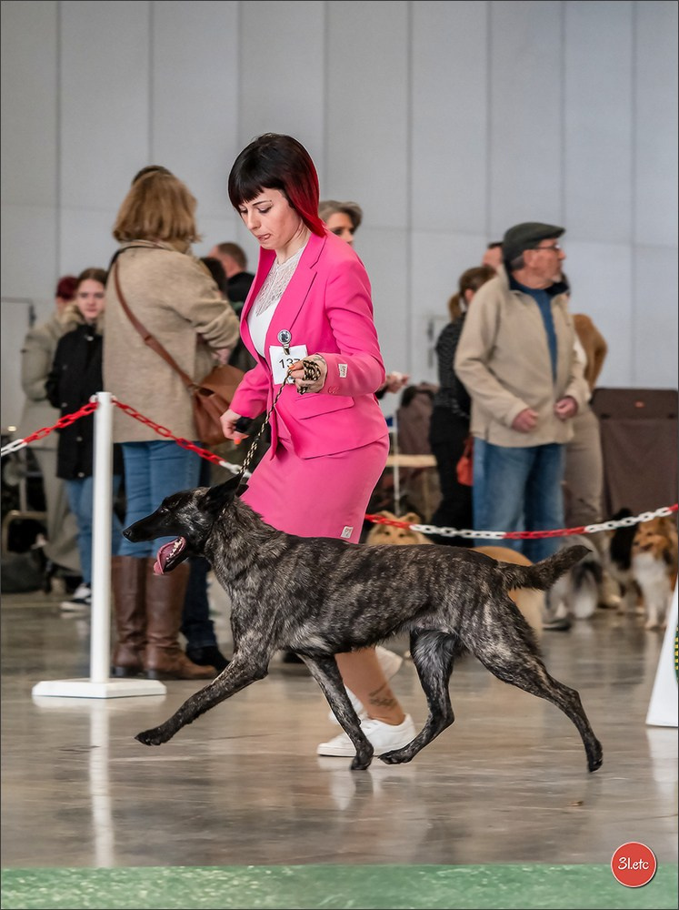 Expo canine 🇫🇷 Châlons-en-Champagne 22-23/02/2025. Photographe à Strasbourg | Portraits, Studio, Enfants, Événements