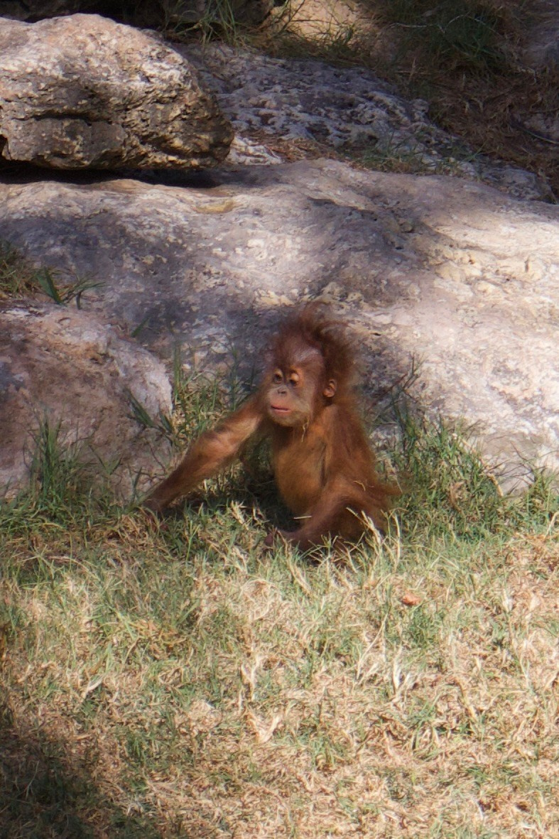 At a zoo - safari in Ramat Gan